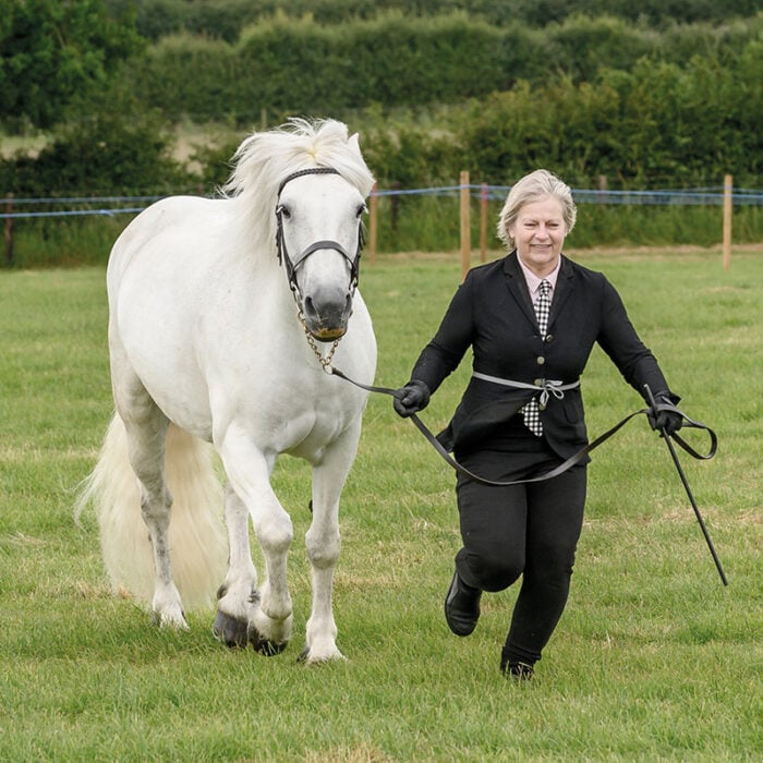 Horse & Pony Events - Image 4